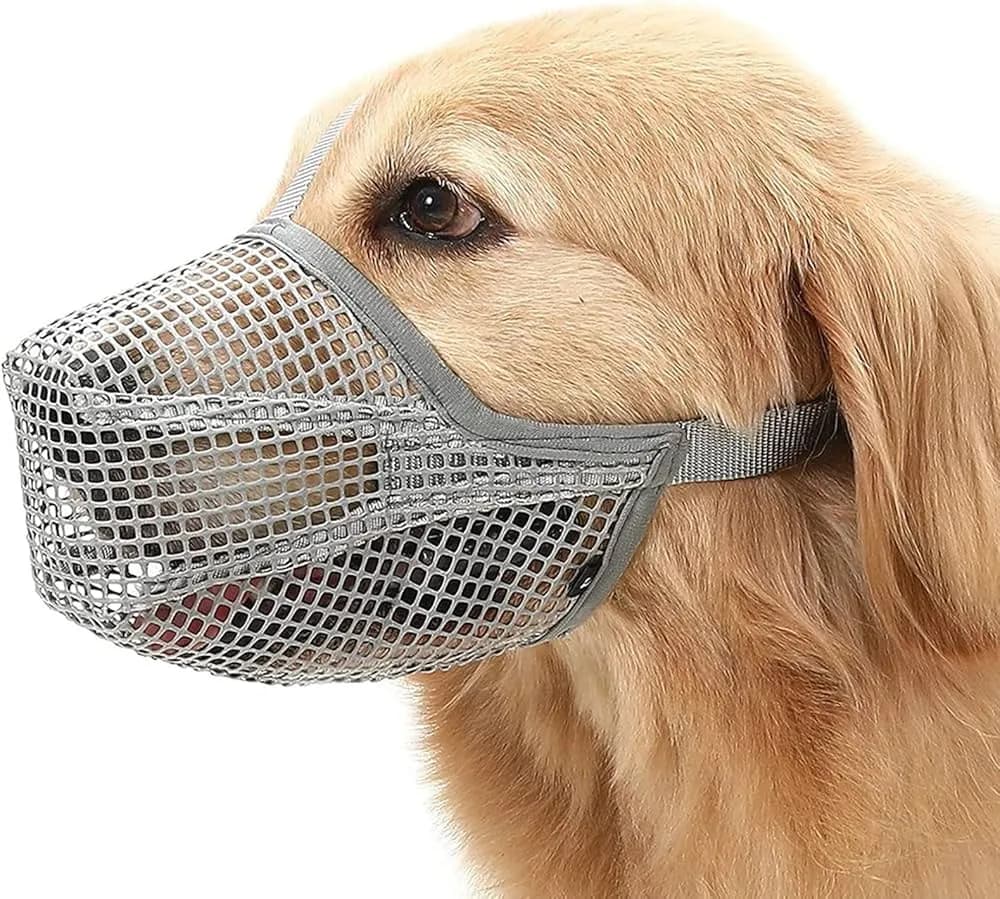 Kaganiec dla psa: jak dobrać, by był bezpieczny i wygodny?